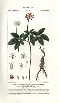 American ginseng, Panax quinquefolius American ginseng, Panax quinquefolius