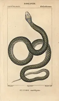 Stipple Engraving Techniques Used Prints: Amethystine or scrub python, Morelia amethistina