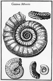 Extinct Ammonites Prints: Ammonites