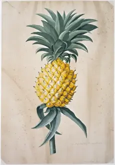 Georg Dionysius Ehret Prints: Ananas sativas Print by Georg Dionysius Ehret, 18th Century
