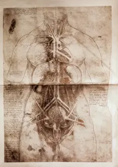 Leonardo Da Vinci Anatomical Study Female Anatomy Print