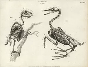 Abrahamrees Collection: Anatomy of birds: skeleton