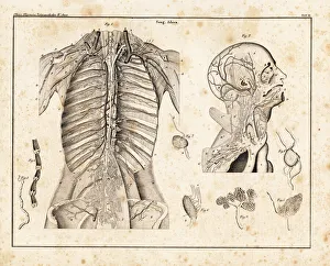Anatomy of human venous return system in the upper torso Anatomy of human venous return system in the upper torso