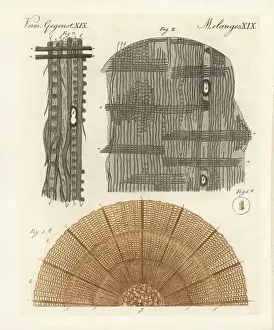 Friedrich Bertuch Prints Online Prints: Anatomy of a tree