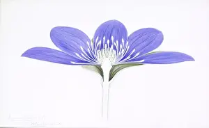 Anemone hepatica Print, 1905