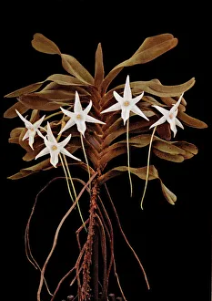 Angraecum sesquipedale, Madagascan orchid Angraecum sesquipedale, Madagascan orchid