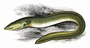 Prints of Anguilla anguilla (Anguilla acutirostris), or Sharp-Nosed Eel, a freshwater eel. Date: 1865 Anguilla Prints: Sharp-Nosed Eel Print, 1865 by Mary Evans Prints Online