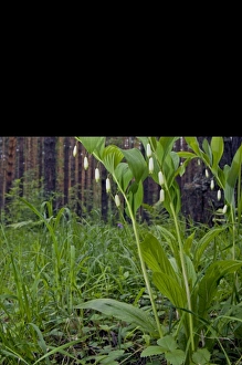 Angular Solomon - seal / Scented Solomon - seal Angular Solomon - seal / Scented Solomon - seal