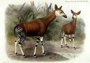 Prints of Okapia Johnstoni. Date: 1903 Cercopithecidae Prints: Okapi Print, 1903 by Johnston