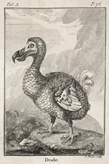 Prints of Animals/Extinct/Dodo Dodo Prints: Dodo Bird Lithograph Print