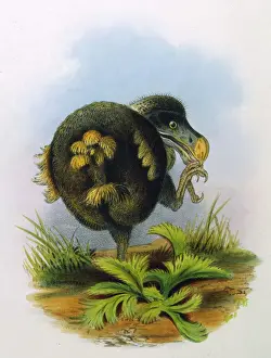 Dodo Bird Print
