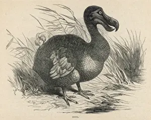 Prints of Animals/Extinct/Dodo Columbiformes Prints: Dodo Bird Print
