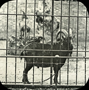 Animals at a French Zoo - Ibex Animals at a French Zoo - Ibex