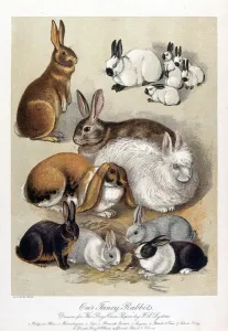 Prints of An illustration of various breeds of rabbit drawn for The Boys Own Paper by F. A. Lydon Animal Prints: Rabbits in Various Breeds Print