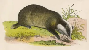 BADGER Print, Wildlife Art