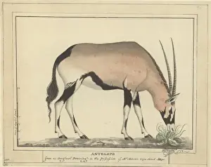 George Forster Art Prints: Antelope