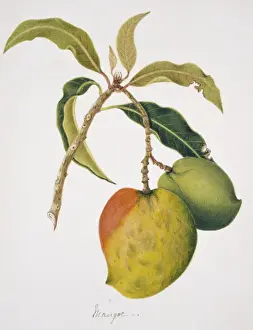 Anthracothorax sp. Mango Print Plate 43, Lithograph
