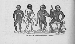 Orangutan Illustration Prints: The Anthropomorpha of Linnaeus
