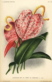 Anthurium hybrid, Madame du Trieu de Terdonck Anthurium hybrid, Madame du Trieu de Terdonck