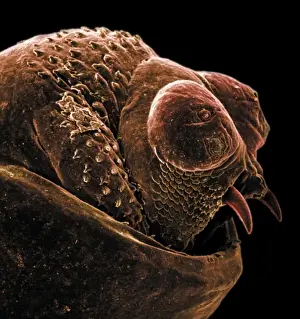 Coloured Scanning Electron Micrograph Prints: The anus of a bot fly