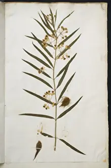 Dicotyledonous Plant Prints: Apocynum