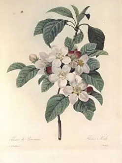 Flowering Apple Tree Prints: Apple blossom