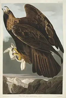 Bird Prints: Golden Eagle Print, Aquatint from Birds of America (1831-34)