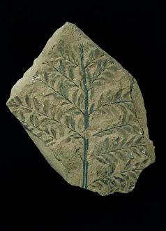 Archaeopteris hibernica, fossil plant Archaeopteris hibernica, fossil plant