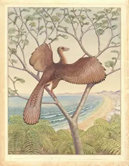 Prints of Archaeopteryx had the same number and arrangement of primary and secondary flight feathers as modern birds. Watercolour on paper by John Doncaster Carnivora Prints: Archaeopteryx Watercolour Print
