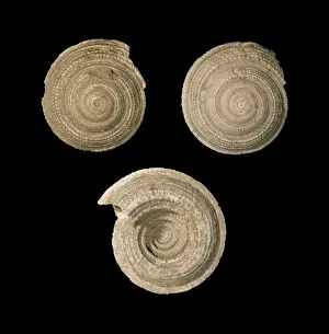Architectonica sp. Sundial Shell Fossil Print