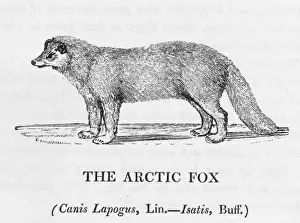 Arctic Animal Pictures Prints: Arctic Fox (Bewick)