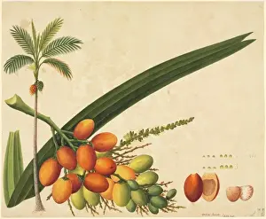 Areca sp Plate 987 Botanical Print, Canton China, circa 1790