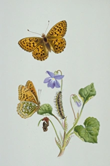 Argynnis aglaja, dark green fritillary Argynnis aglaja, dark green fritillary