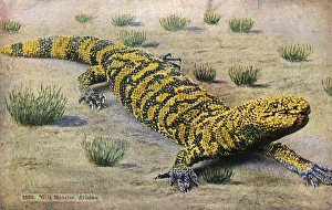 Arizona Desert, USA - A Gila Monster (Heloderma suspectum) Arizona Desert, USA - A Gila Monster (Heloderma suspectum)