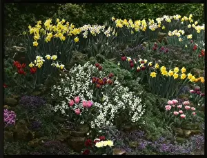 Colourful Spring Blooms Prints: Array of spring flowers in a rock garden