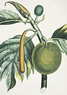 Angiosperm Plant Drawing Prints: Artocarpus incisa, breadfruit tree