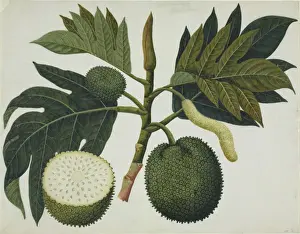 Botanical Drawings China Prints: Artocarpus sp