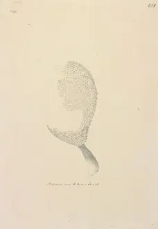 Angiosperm Illustrations Online Prints: Artucarpus altitis