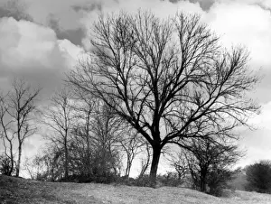 Framed Print : Winter Ash Tree Print Framed Print : Winter Ash Tree Print