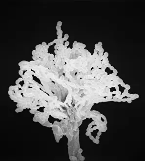 Aspergillus in Spore Production Print