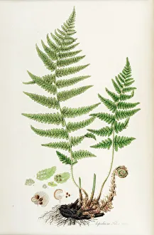 Aspidium filix mas or Male Shield fern Aspidium filix mas or Male Shield fern