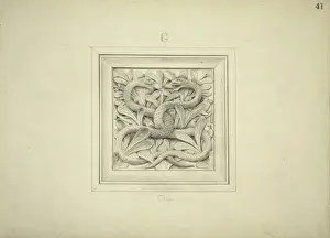 Natural History Museum Interior Prints: Asps design