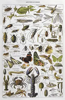 Arthropod Photography Prints: Assorted Arthropods
