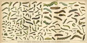Assorted Caterpillars Print, 1900