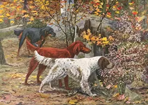 Autumn Wood Scene Print, 1919
