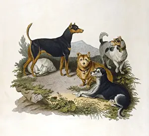Assorted Terriers 1800 Print