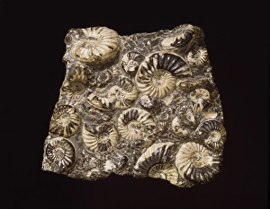 Asteroceras and promicroceras, ammonites Asteroceras and promicroceras, ammonites