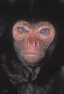 Prints of Portrait of a red faced black spider monkey, native to the Amazon forest of Brazil. Photographed by Frank Greenaway Spider Monkey Prints: Red Faced Black Spider Monkey Print, Amazon Forest, Brazil