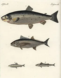 Atlantic salmon, tuna, herring and mackerel Atlantic salmon, tuna, herring and mackerel
