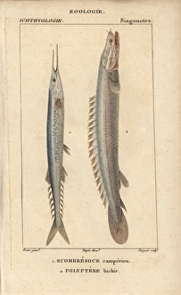 Atlantic saury, Scomberesox saurus, and Nile Atlantic saury, Scomberesox saurus, and Nile
